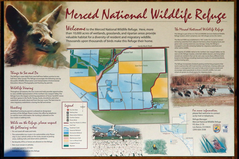 IMG_2960 Merced National Wildlife Refuge