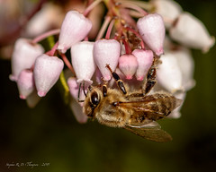 Bee on Flowering bush2