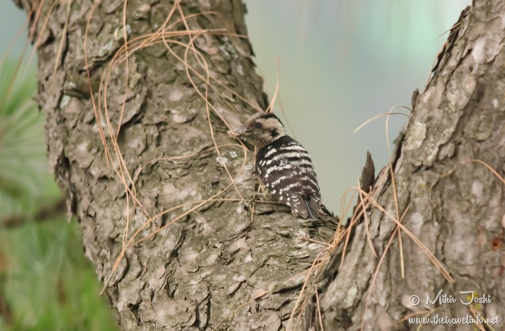 Grey-capped Pygmy Woodpecker [Pico Crestigrís]