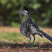 Greater Roadrunner With Lizard - 2nd Place Fauna - Terry Guthrie