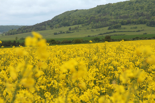 france field yellow jaune europe champs may lorraine vosges canola vair rapeseed colza meteorry 2013 d674 coussey soulossesoussaintélophe valléeduvair paysdejeanne