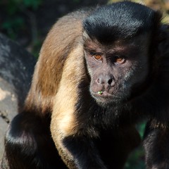 capuchin monkey portrait