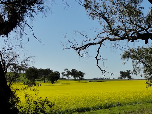 spring mustard yellowfields