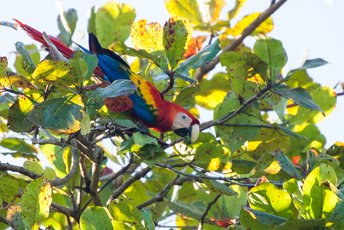 bird wildlife birding ornithology birdwatching oiseau scarletmacaw faune ornithologie ararouge