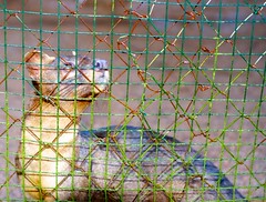 Un Fussa, un gros chat qui mange les lémuriens