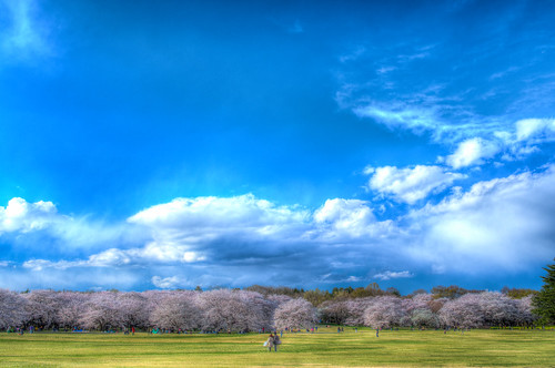 park sky field japan cherry tokyo pentax bluesky 日本 sakura hdr tachikawa k3 さくら 昭和記念公園 東京都 青空 photomatix smcpfa31mmf18 昭島市