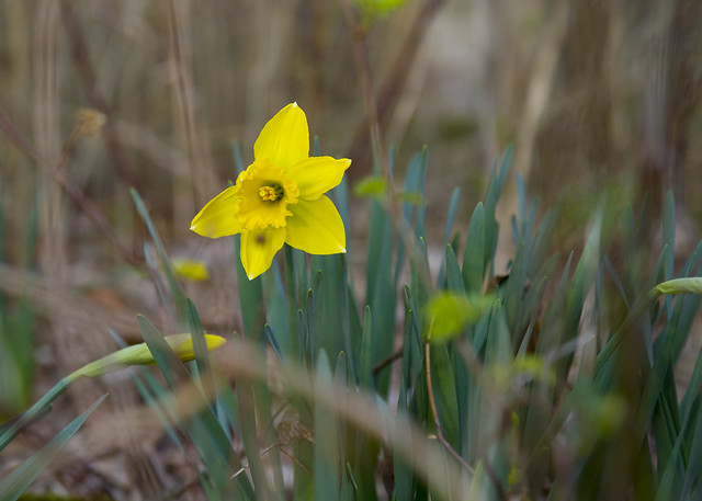 Daffodils in the Woods VIII