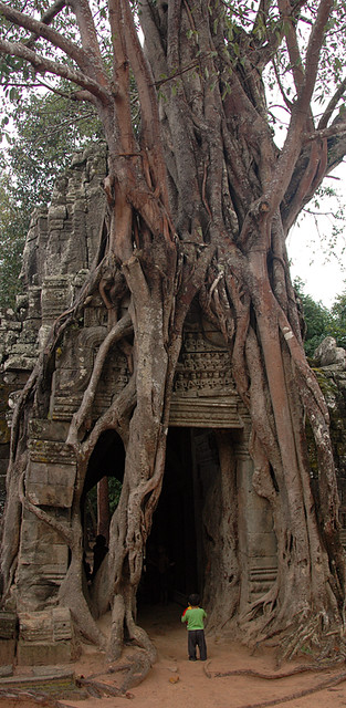 Banyan tree enveloping the ruins at Angkor Wat