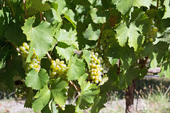 Vineyards, Stark-Condé Wines