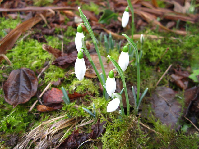 first snowdrops  of 2015 (1)