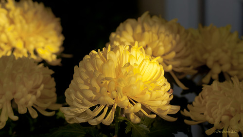 bokeh availablelight mums lateafternoon aphids