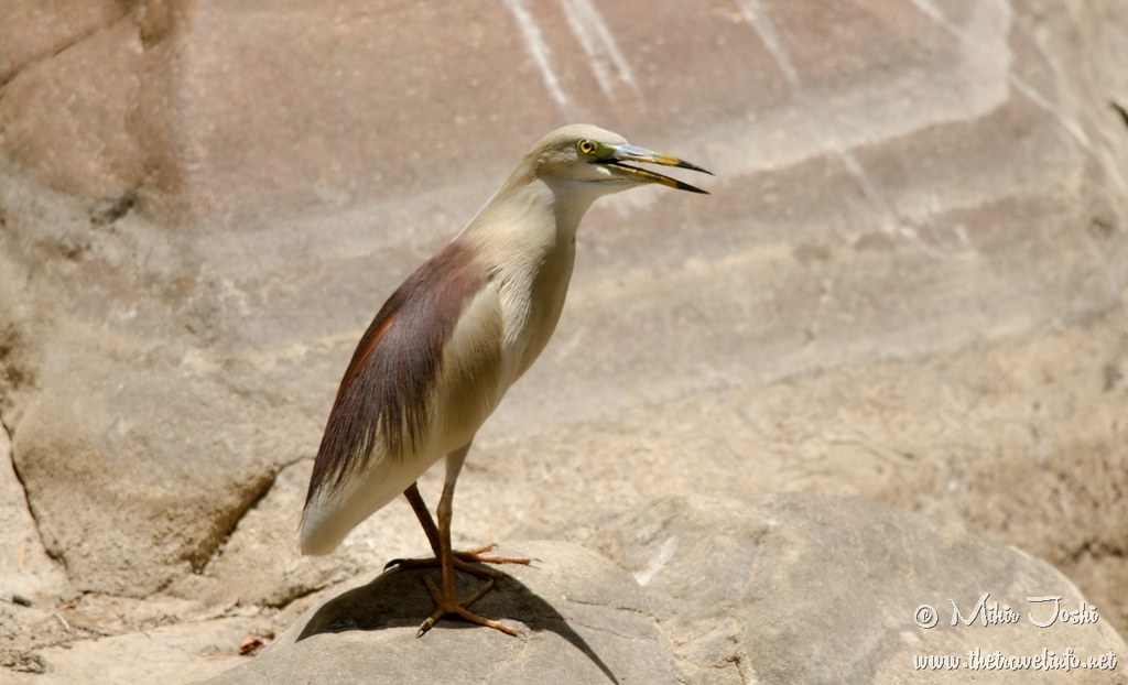 Indian Pond Heron [Garcilla India]