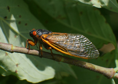 insects hemiptera homoptera cicadidae