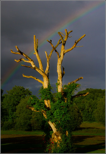 old storm tree rainbow vert nuages arbre challenge 52 arcenciel canoneos7d jahotiere