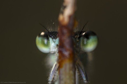 detail macro nature bug insect eyes odonata bluedamselfly nikontc200 18x 36mmextension tamron90mmspmacrof25 nikond7000 kenkodgextensiontubes nissinmf18