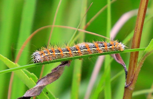 county plant moth reis iowa caterpillar host larry marsh prairie tussock henrys sedge winneshiek chipera