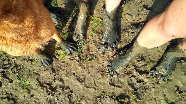 Mucky paws