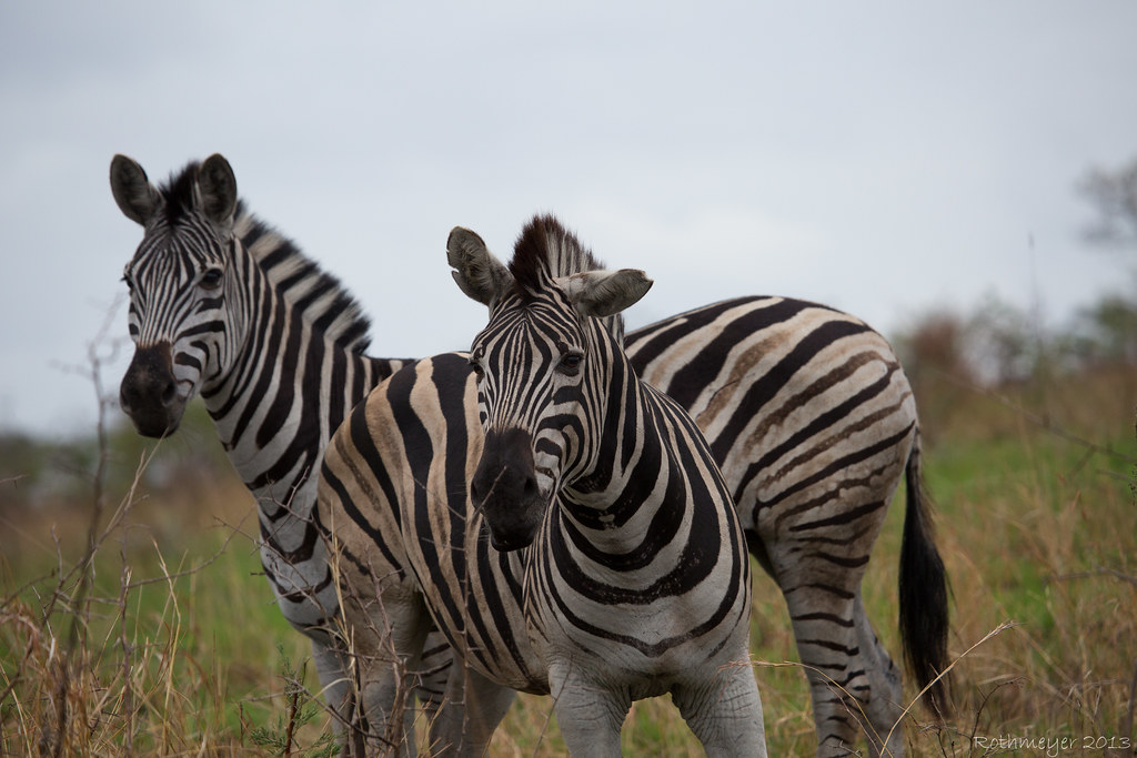 Zebra at Hluhluwe-imfolozi reserve