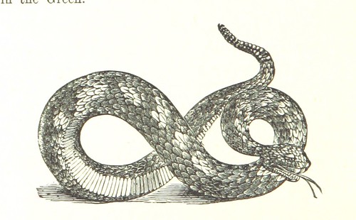 Image taken from page 176 of 'The Wild Man at Home: or, pictures of life in savage lands ... With woodcuts ... and coloured illustrations'