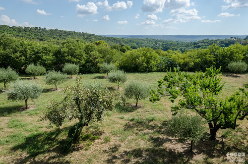Provence Countryside