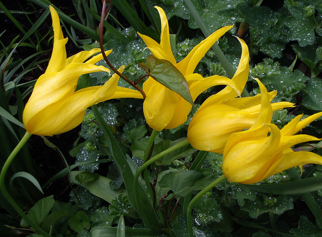 Yellow tulips at Queen Elizabeth Gardens