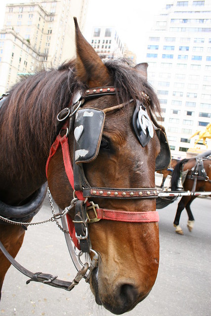 our carriage horse- central park