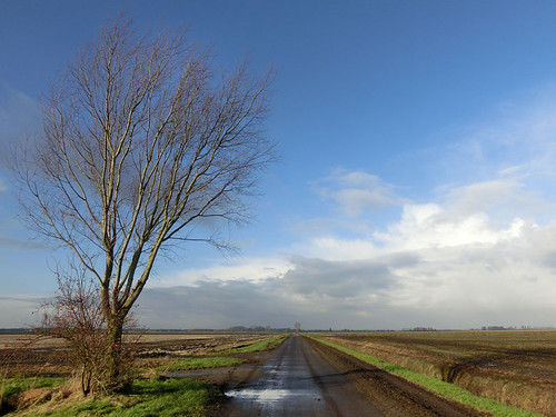 road blue winter sky cold tree wet netherlands landscape vanishingpoint horizon perspective clear crisp fields groningen docman polderweg vriescheloo