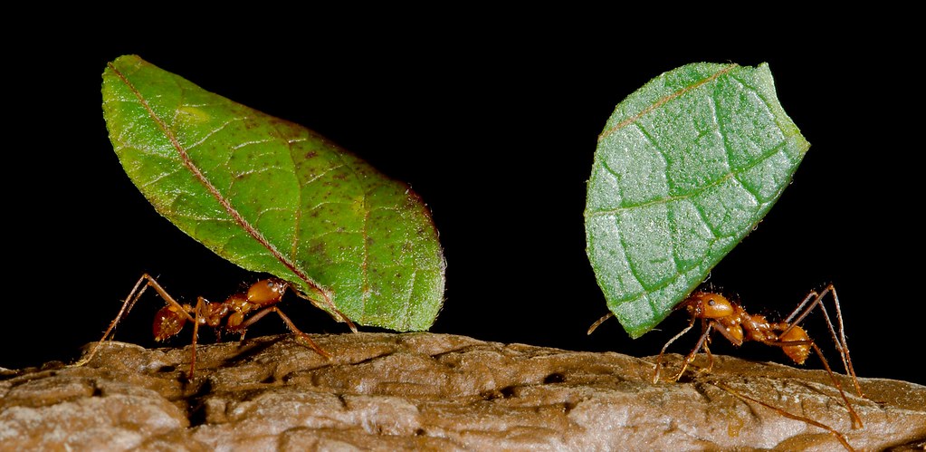 Leaf Cutter Ant_17