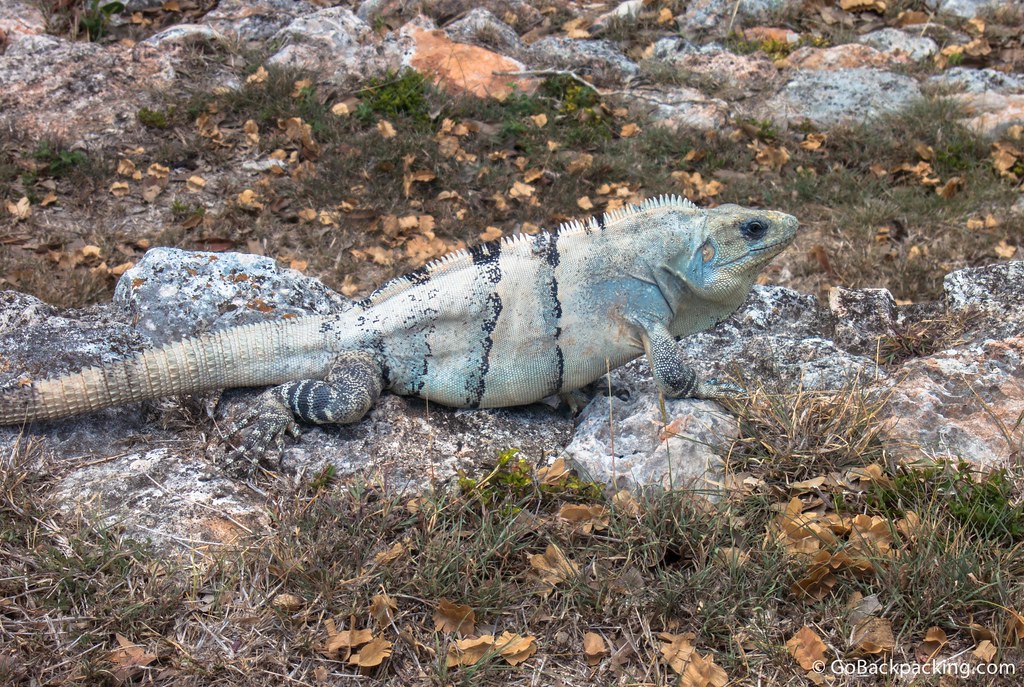 Iguanas are everywhere at Uxmal, and due to their excellent camouflage, you'll be walking near them at not even notice until they start to run away