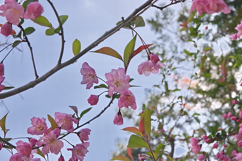 【写真】2013 桜 : 正法寺/2021-04-17/IMGP0084
