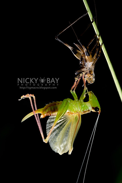 Katydid moulting (Tettigoniidae) - DSC_8059