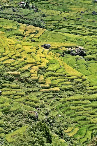 indonesia asia rice harvest asie hillside sulawesi ricefields riceterraces tanatoraja toraja batutumonga