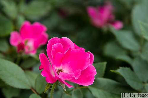 rose pinkrose closeupphotography knockoutroses