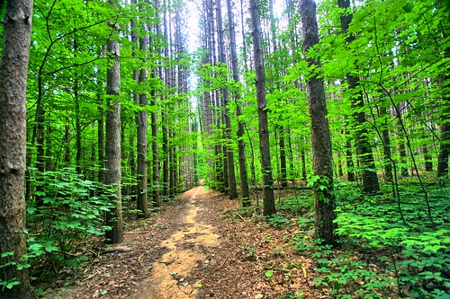 usa green forest midwest michigan vibrant sunny hike farewell kalamazoo kalamazoocollege hdr lillianandersonarboretum luxesto karboretum thefurtherjourney