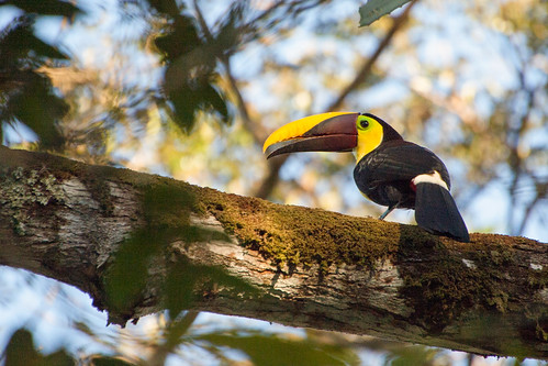 bird wildlife birding ornithology birdwatching oiseau faune ornithologie chestnutmandibledtoucan toucandeswainson