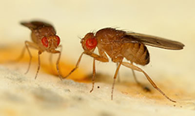 This image shows two fruit flies.