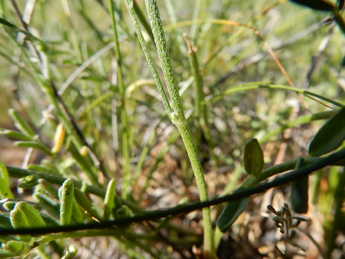 montana native herb perennial petroleumcounty astragalusflexuosus flexilemilkvetch sagebrushsteppe wyomingbigsagebrush catcreekroad