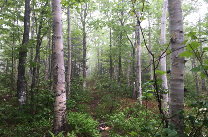 Birch Trees on the Rainbow Trail