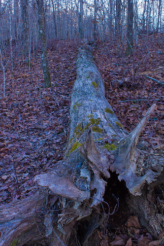 tree rot leaves forest dead fallen