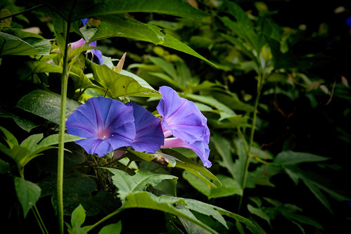 flowers blue green nature leaves canon dark eos cool vines soft purple outdoor foliage morningglory vignette ef2470mmf28lusm topaz