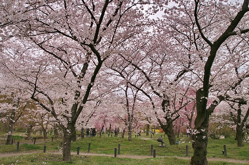 【写真】2013 桜 : 京都府立植物園/2020-12-16/IMGP9451