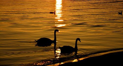 soleil coucher lac léman contrejour oiseaux ombres préverenges