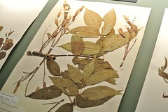 Thoreau's botanical specimens