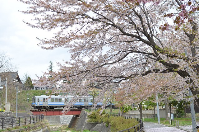 弘前さくらまつり 大鰐 festival of cherry blossoms at Hirosaki 2014年5月1日
