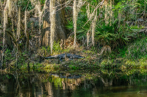 alligator animals green hillsborough hillsboroughriverstatepark other park cypresstree spanishmoss flickr