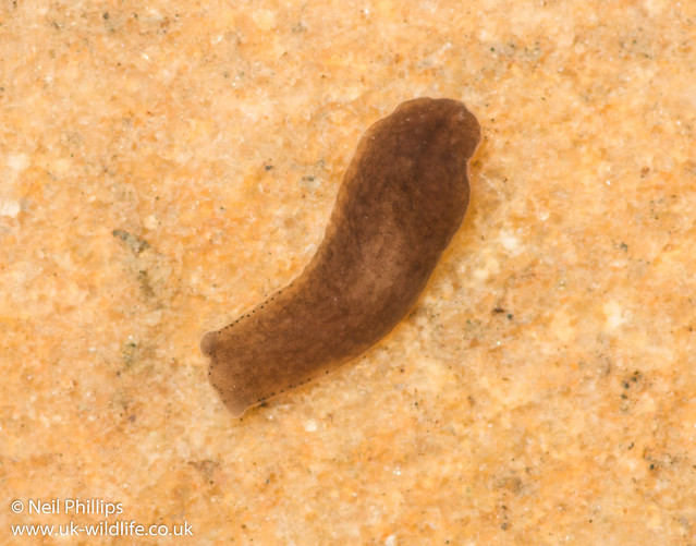 Polycleis felina flatworm-3