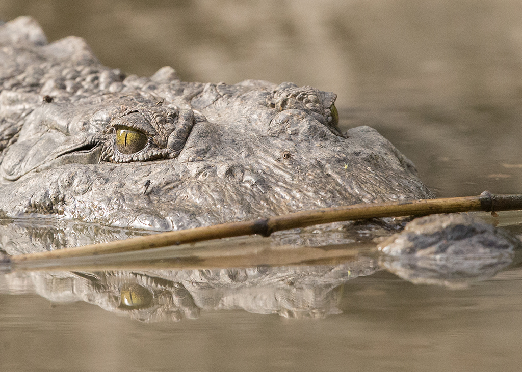 Nile Crocodile  Gambia