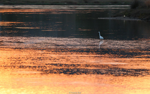 sunset orange lake bird nature canon colours wildlife greece whitebird wildlifephotography asgoodasitgets naturespallete canoneos70d efs55250isii