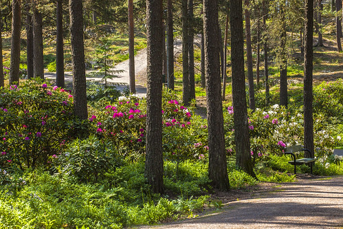 alppiruusu rhododendron raisio alppiruusupuisto finland