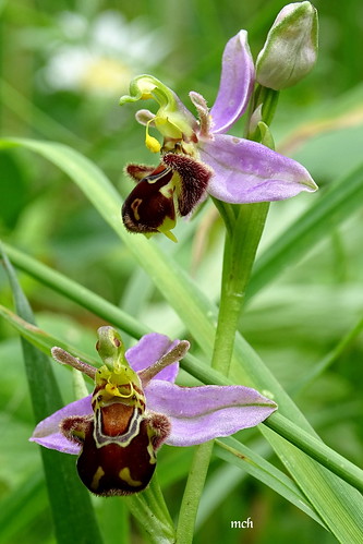 nature orchidéesauvage hx400v